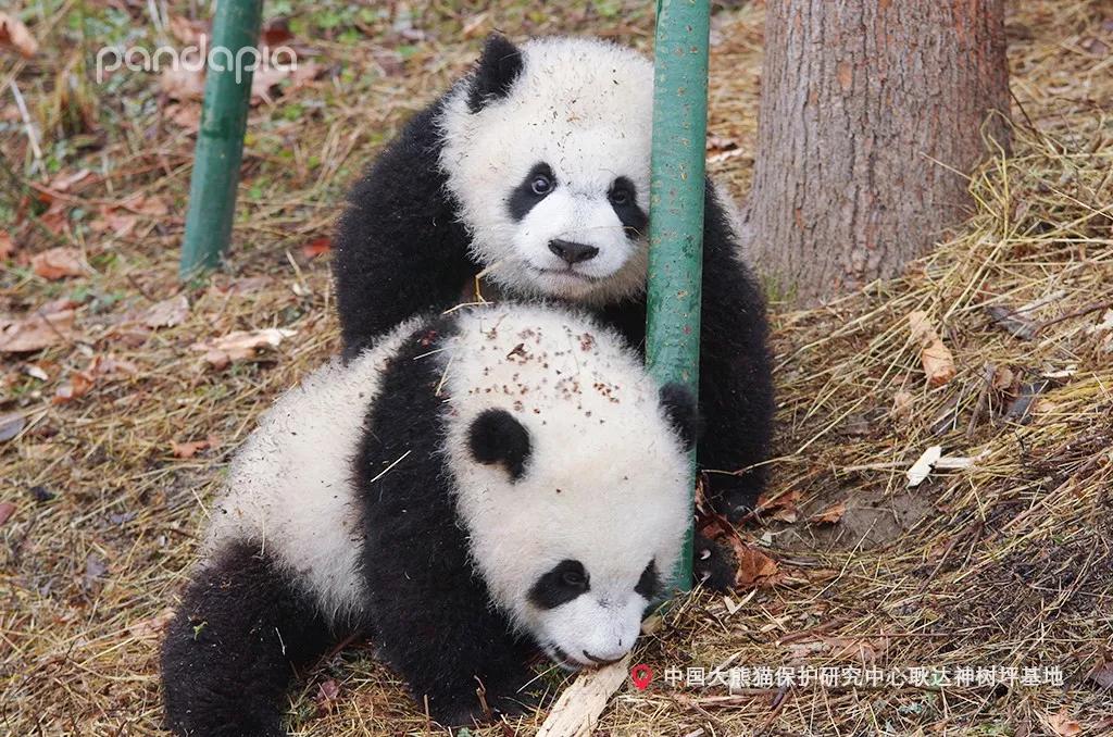 终于懂了！熊猫麻将到底确实真的有挂(有什么技巧)