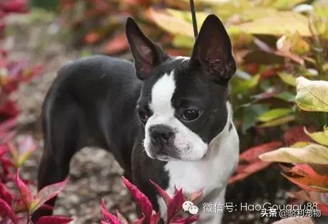 斗牛犬的遗传规律（斗牛犬的遗传规律图片）