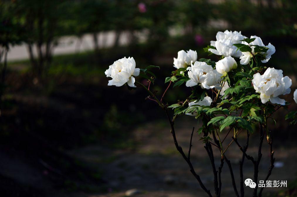 蜀地麻将三代二挂（蜀州麻将）