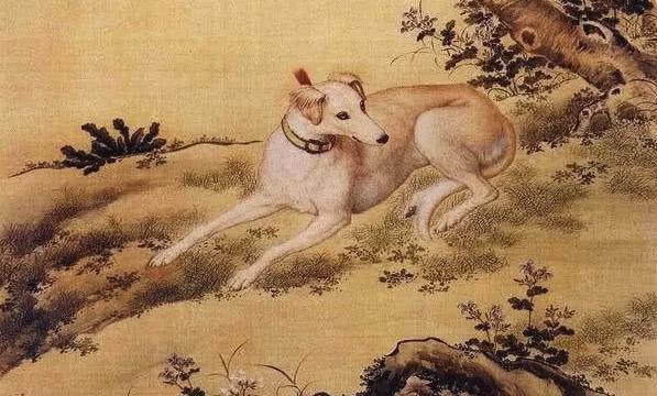 麻将带挂猫（麻将带挂是真的吗）