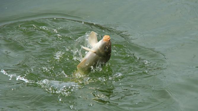 钓淡水鱼怎么那么挂饵（钓淡水鱼怎么绑浮标）