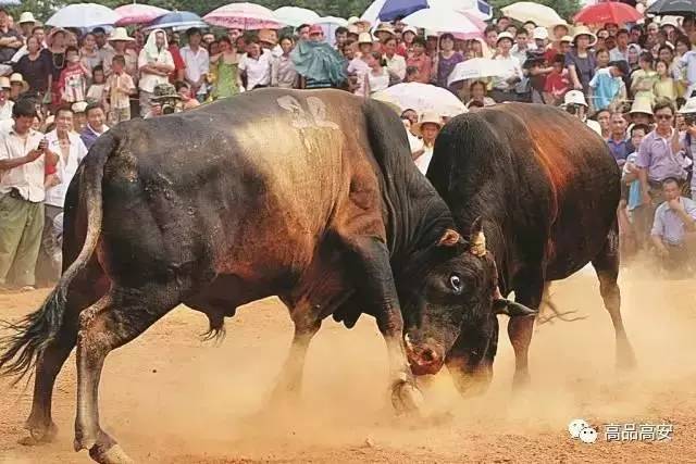 神皇斗牛挂（神兽 斗牛）