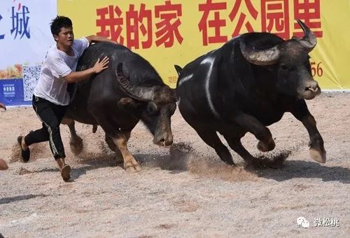 哪有牛元帅斗牛开挂软件的简单介绍