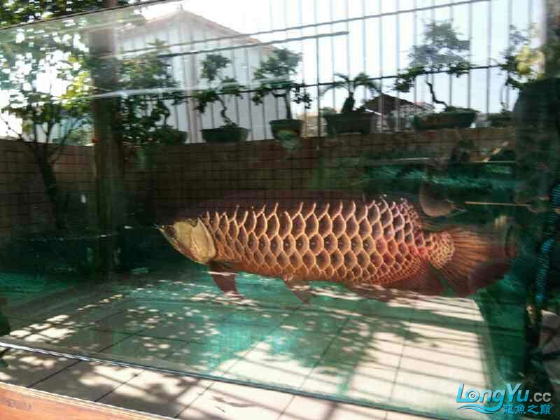 金鳞大厅拼三张有没有挂（金鳞效果）