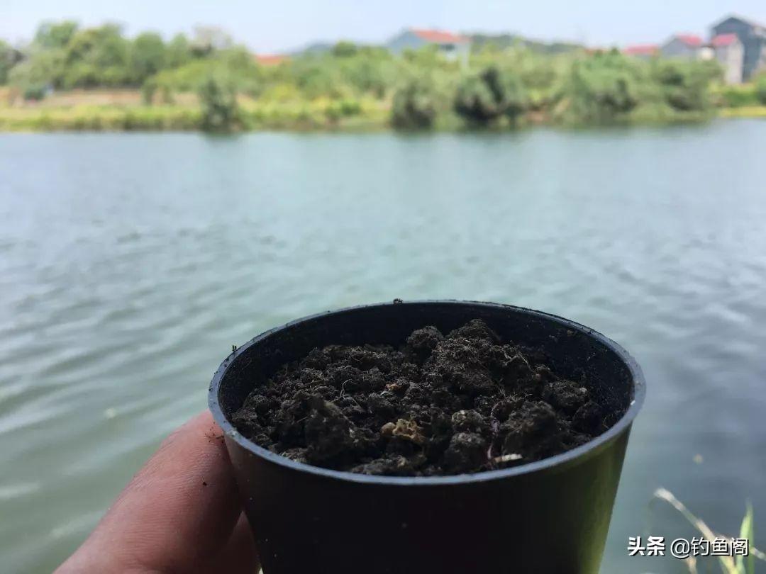 淡水鱼蚯蚓怎么挂饵好钓（钓大鱼蚯蚓如何挂钩）