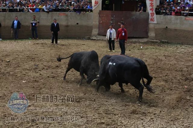 啊拉斗牛有挂吗（啊拉斗牌可以开挂吗）