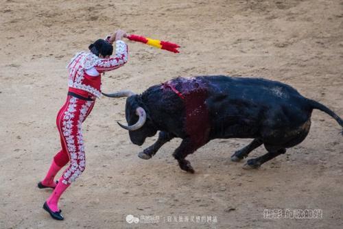 斗牛挂花怎么挂视频教学图解大全（斗牛插花标）