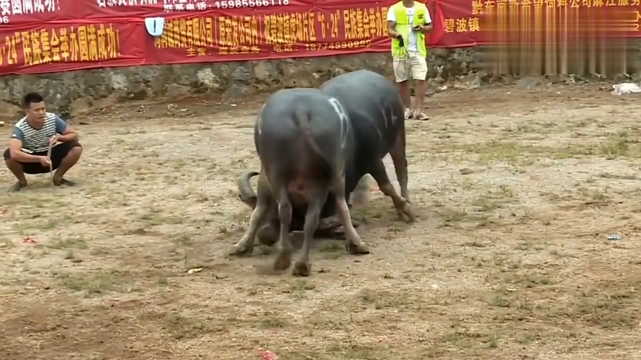 斗牛牛二看到树上挂的什么（斗牛中牛二的黄牛哪去了）