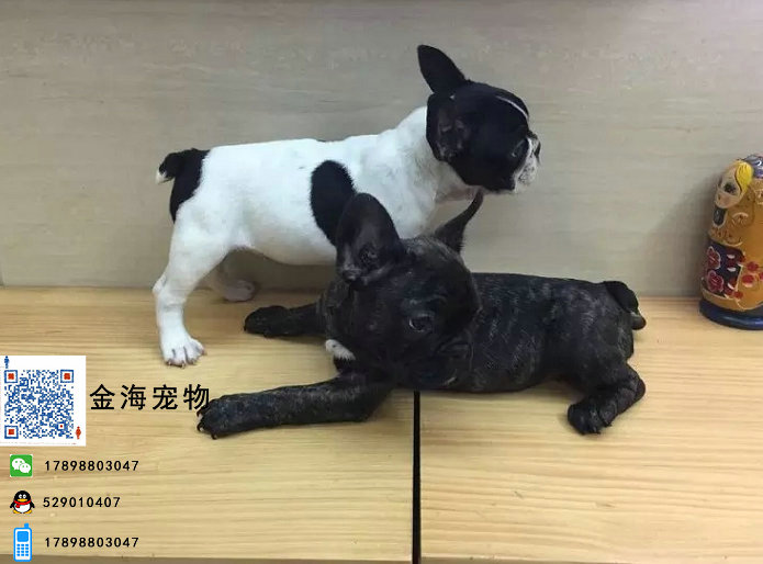 斗牛犬钥匙挂（lv法斗牛钥匙链）