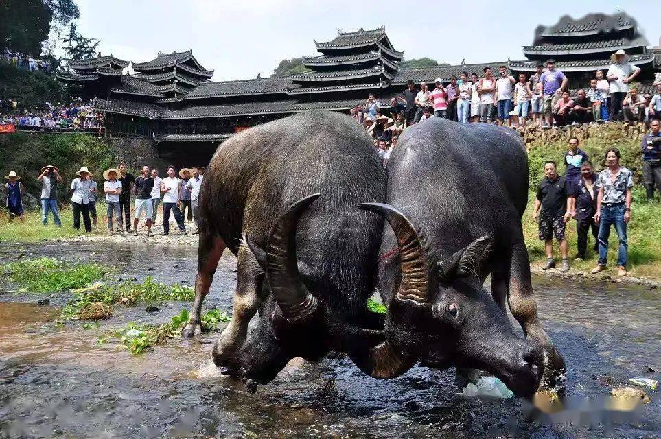 我有群斗牛谁有挂（群里发的斗牛可以开挂吗）