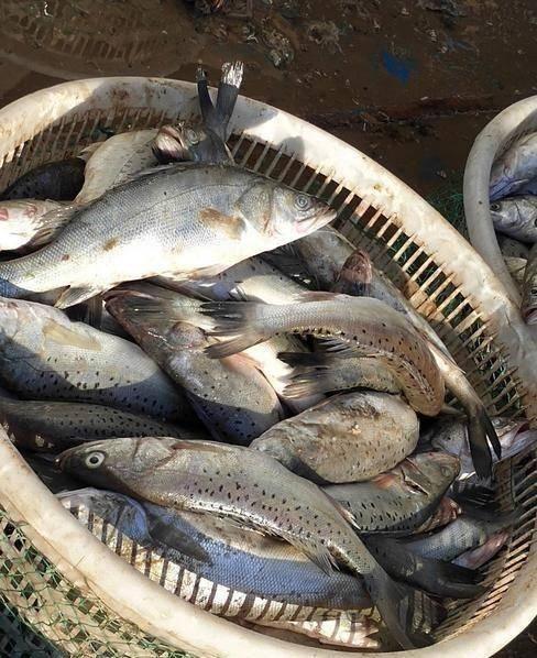 海水鱼用什么挂饵好用（海鱼用什么饵钓）