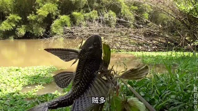 中至江西窝龙有没有挂（中至上饶窝龙下载）